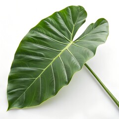 Taro Leaf