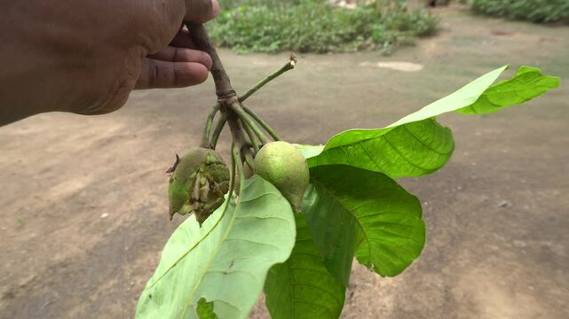Madhuca longifolia, or mahua, is a fast-growing Indian tree with edible flowers, medicinal bark, and oil-rich seeds