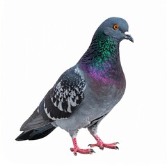 Full-Length Feral Pigeon Isolated on White Background with Clipping Path