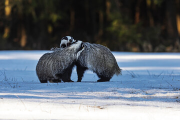 European badger (Meles meles) Two fighting in the snow © michal