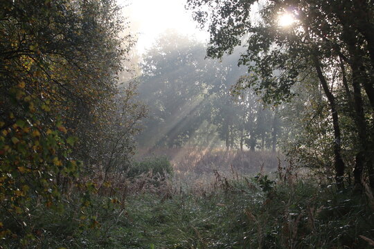 morning in the forest