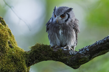 The northern white-faced owl (Ptilopsis leucotis) sitting in a tree