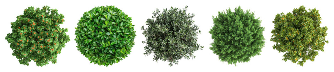 Obraz premium PNG Lush green top view foliage, element set on transparent background