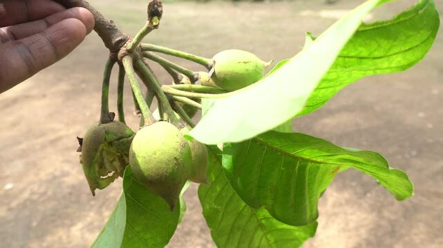 Madhuca longifolia, or mahua, is a fast-growing Indian tree with edible flowers, medicinal bark, and oil-rich seeds