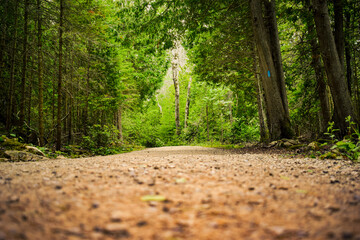 A serene dirt path in the middle of a green forest, captured from a low angle. Perfect for hiking, outdoor adventure, and nature wellness themes.