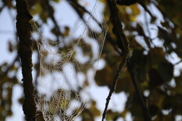 spiderweb in morning light