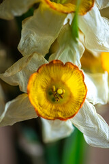 Close-up view of a wilting narcissus flower, showcasing the intricate textures and striking colors as it gracefully transitions through the natural process of decay and aging