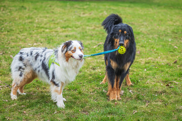 male black and gold Hovie dog hovawart holding a toy with another dog