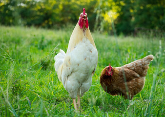 a white rooster in green grass
