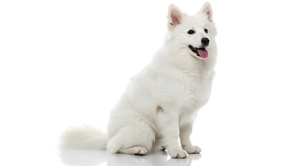 Fototapeta premium Elegant American Eskimo Dog Portrait on White Background