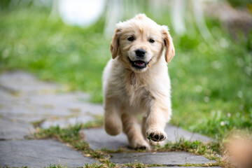 CUCCIOLI GOLDEN RETRIVER