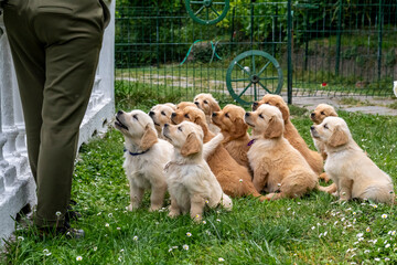 CUCCIOLI GOLDEN RETRIVER
