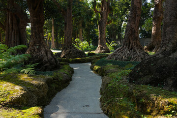 Obraz premium footpath with big tree in the forest