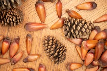 Brazilian pine nuts