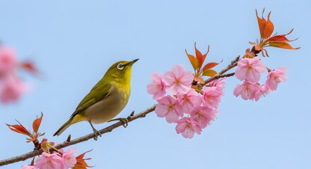 Japanese White-eye Bird Perched Among Delicate Cherry Blossoms in Spring