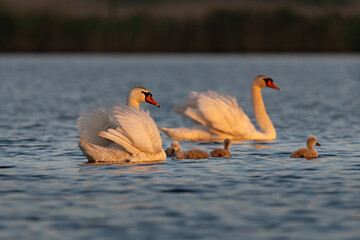 Pair of Mute Swan with Cygnets on Lake