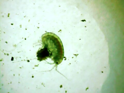 Microscopic amphipos on amicroscope glass