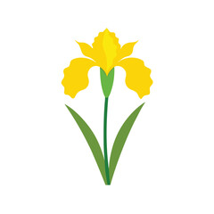 Iris flower on white background