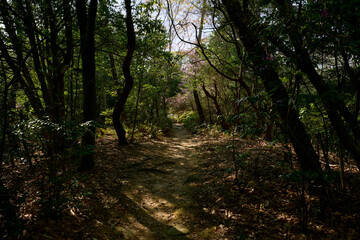 樹林帯を抜ける登山道