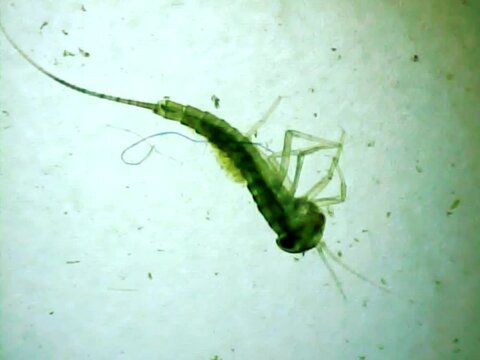 Aquatic insect larva on a microscope glass