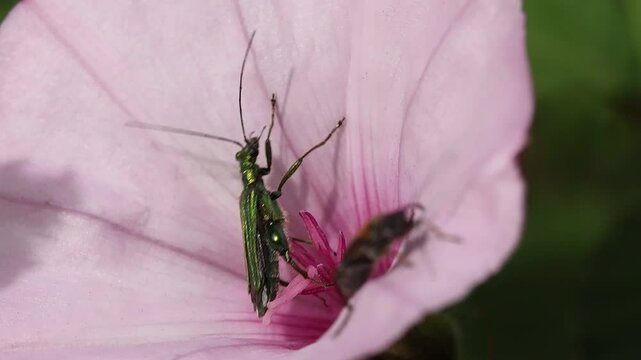 Pelea entre Oedemera nobilis y Oedemera femorata en flor campanilla rosa Convolvulus althaeoides, Alcoy, Espa&ntilde;a