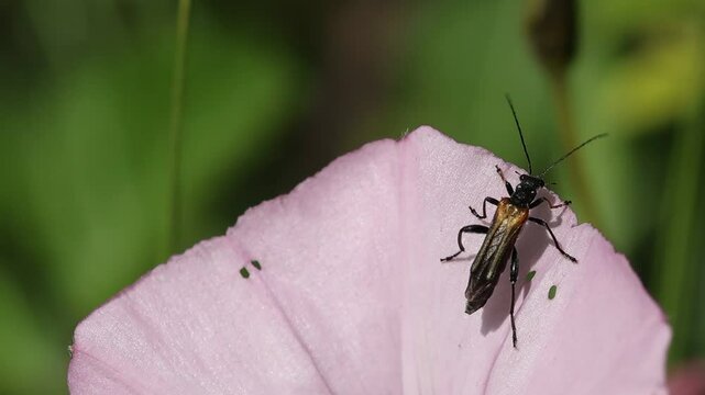 Insecto Oedemera femorata sale volando desde flor campanilla rosa Convolvulus althaeoides, Alcoy, Espa&ntilde;a