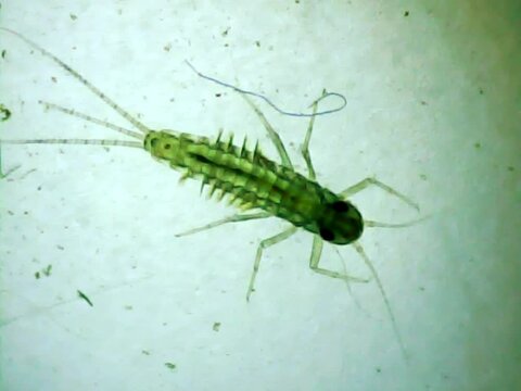 Aquatic insect larva on a microscope glass