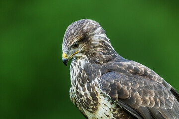 common buzzard (Buteo buteo) on hand with glove