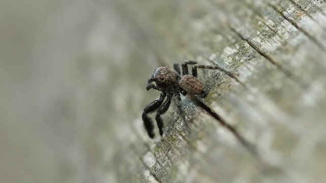 Ara&ntilde;a saltadora Euophrys altera muestra su espalda con pelos de color cobrizo, Alcoy, Espa&ntilde;a