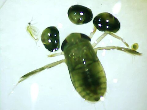 Aquatic bug on a microscope glass