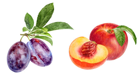 Watercolor Plum and Nectarine Illustration, Fresh Fruit Duo