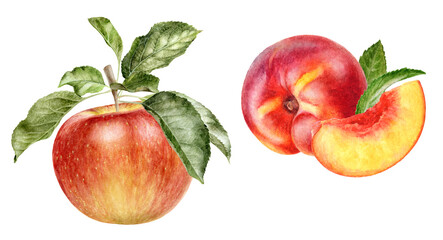 Watercolor Peach Nectarine and Red Apple Realistic Illustration