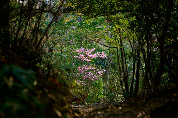 登山道に咲くミツバツツジ