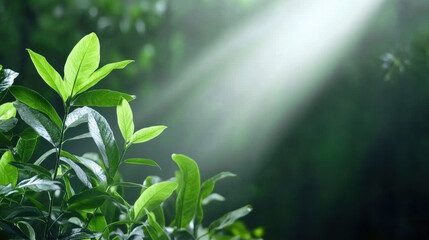 Obraz premium Close up of vibrant green leaves illuminated by soft beam of sunlight in serene forest setting, creating peaceful and refreshing atmosphere
