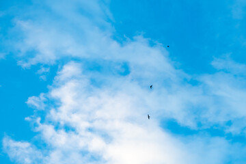 birds swifts or swallows are flying high in a mostly clear, blue sky with only a few small, scattered clouds present, creating a serene and peaceful atmosphere