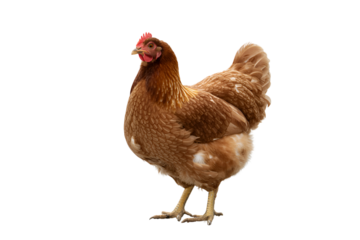 Brown Hen Isolated on White Background – Free-Range Chicken Image
