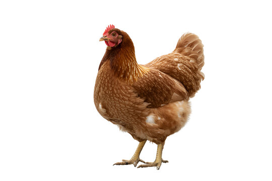 Brown Hen Isolated on White Background &ndash; Free-Range Chicken Image