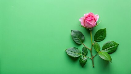 Fototapeta premium A single pink rose with vibrant green leaves rests elegantly on a smooth, pastel green background, creating a minimalist floral image perfect for various design projects.