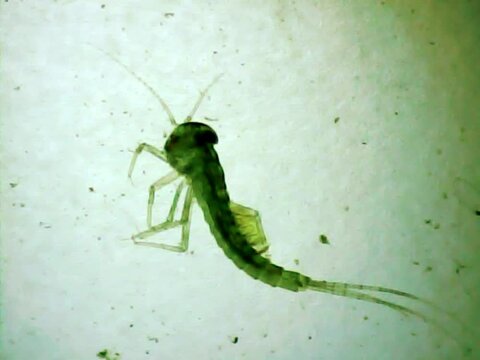 Aquatic insect larva on a microscope glass