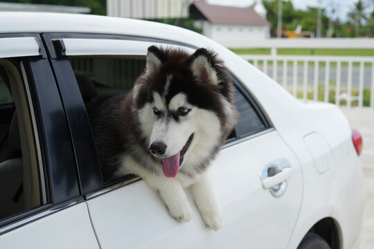 An asian man with his blue eyes Siberian Husky puppy in car on summer travel.Puppy is looking out from window, ready to go out with his human friend. Cute and energetic dog vacation with pet concept.