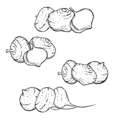 Hand-drawn Pachyrhizus erosus ( jícama or Mexican turnip).  Vector sketch illustration
