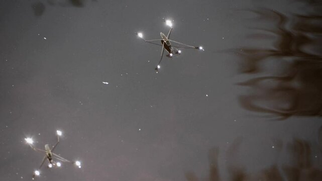 Water Strider Gliding with Glares of Light on Water Surface