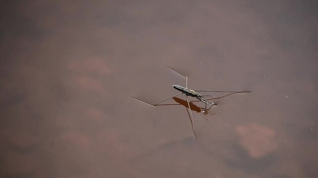 Water Strider Gliding on Brownish Water Surface
