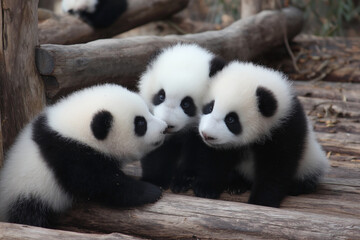 Obraz premium Three baby pandas are sitting on a log. They are all black and white. Scene is cute and playful