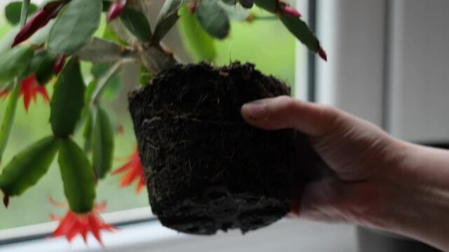 Repotting Houseplant - Exposing Root Ball of Christmas Cactus Preparing Succulent for New Pot