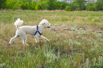 white poodle puppy