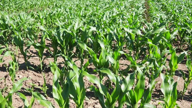Maize, corn is a tall stout grass that produces cereal grain. Sweet corn, also maize is an annual herbaceous cultivated plant, the only cultivated representative of the genus Corn Zea. Field in Serbia