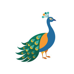Peacock bird on white background