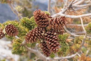 Bristlecone Pine Cones On Tree Branch
