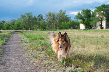 border collie dog